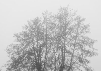 albero nebbia