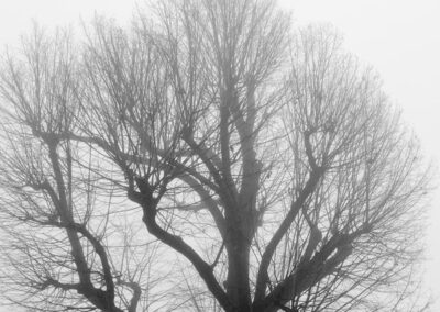 albero nebbia
