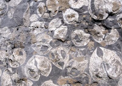 fossile megalodon roccia