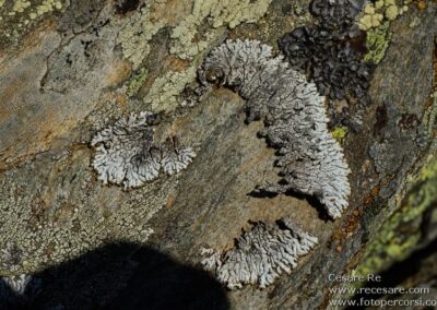 texture roccia licheni