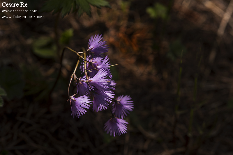 Soldanella in luce e ombra