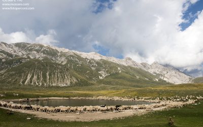 Pecore a Campo Imperatore