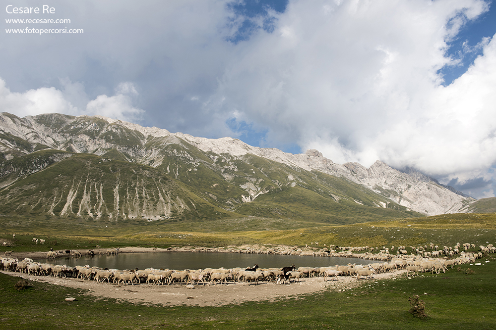 Pecore a Campo Imperatore