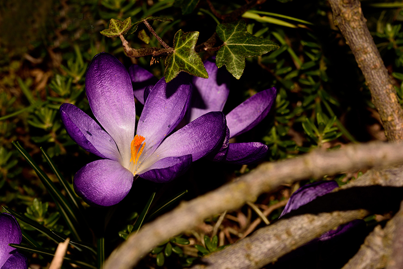 Crocus in Giardino